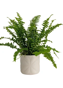 Beau & Elliot Ivory Carnaby Porcelain Embossed Pot Small