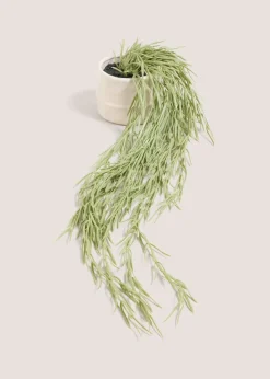 Cabana Trailing Plant