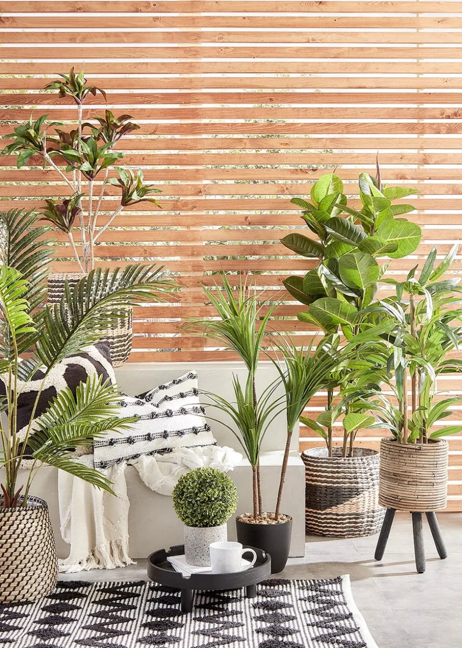 Dark Green Yukka Plant