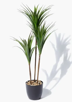 Dark Green Yukka Plant