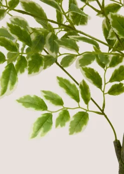 Elm Tree