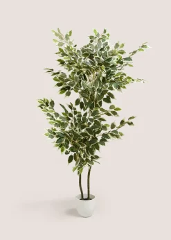 Fiscus Tree