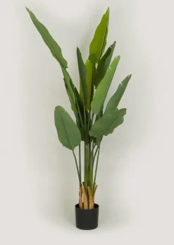 Green Banana Tree