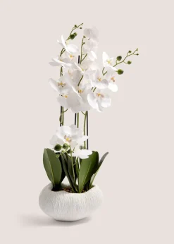 Orchid In Resin Shell Pot  (41cm x 31cm x 70cm)