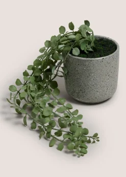 Renew Trailing Plant In A Pot