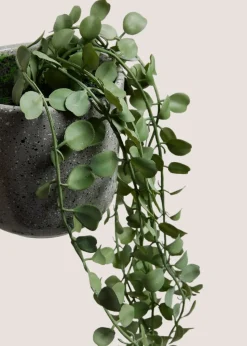 Renew Trailing Plant In A Pot