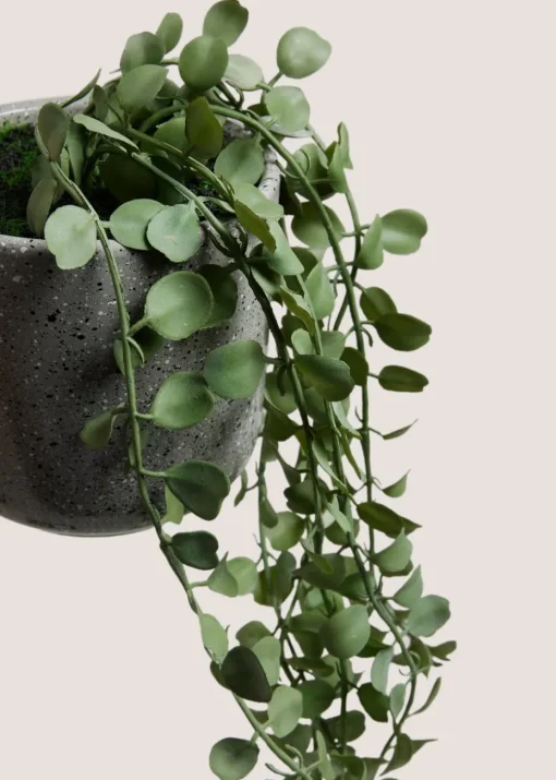 Renew Trailing Plant In A Pot