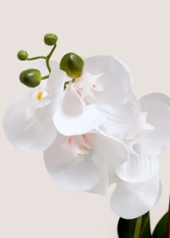 Ribbed Window Ledge Orchid