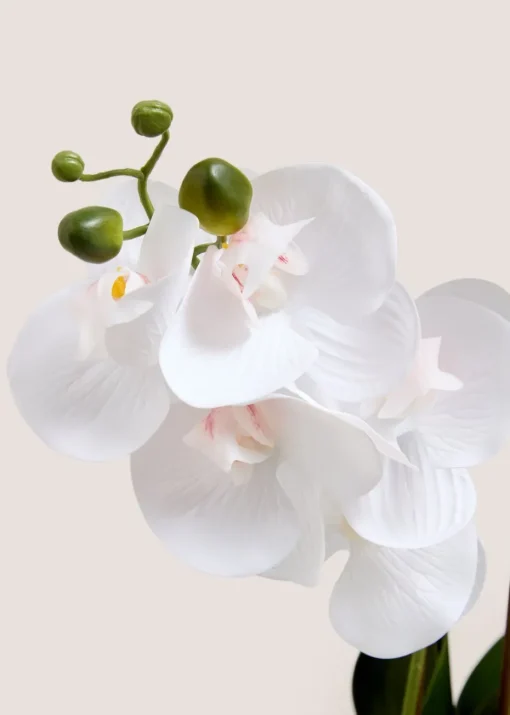 Ribbed Window Ledge Orchid