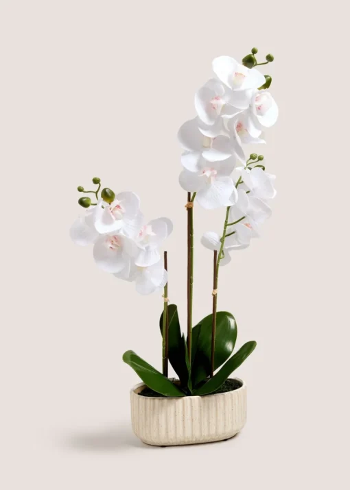 Ribbed Window Ledge Orchid