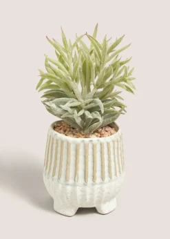 Succulent In Footed Pot