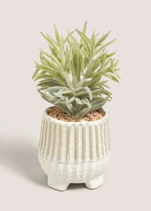 Succulent In Footed Pot