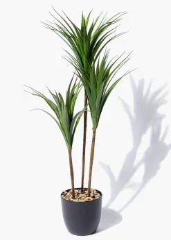 Tall Yucca Tree in Pot