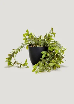 Trailing Plant in Black Pot