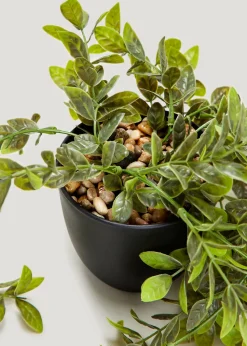 Trailing Plant in Black Pot