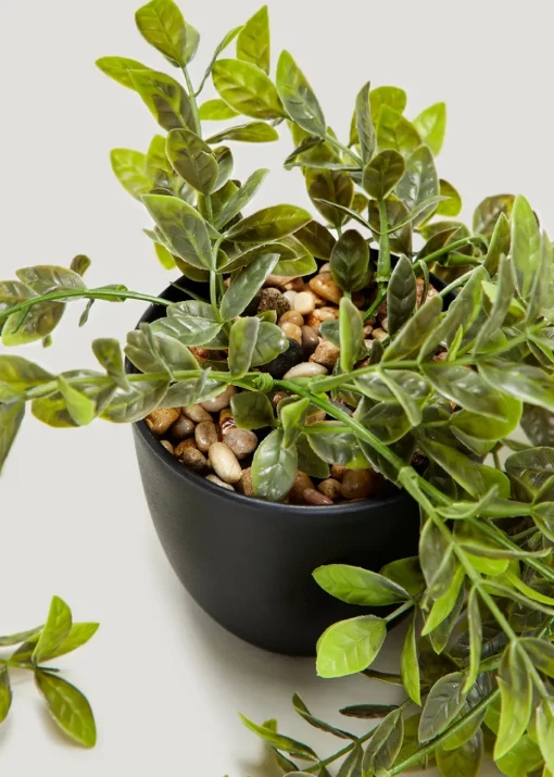 Trailing Plant in Black Pot