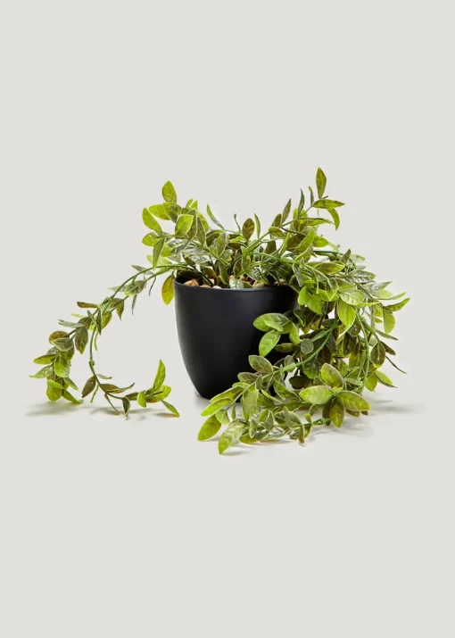 Trailing Plant in Black Pot
