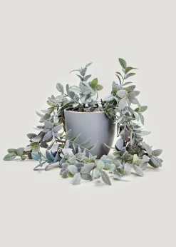 Trailing Plant in Grey Pot