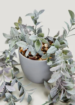 Trailing Plant in Grey Pot