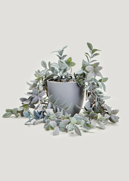 Trailing Plant in Grey Pot