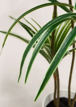 Varigated Yukka Tree