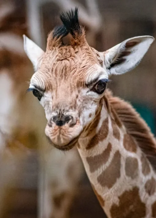 Virgin Experience Days Visit to Chester Zoo for Two