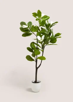 White Magnolia Tree